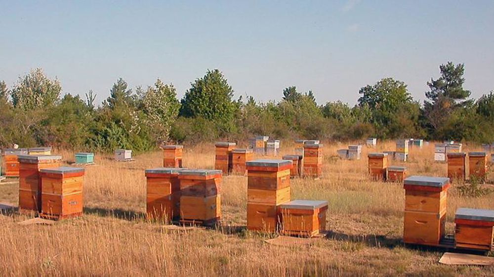 Le secteur apicole prend un nouveau tournant avec le développement d’une apiculture de loisir et la professionnalisation des grands producteurs/Wikicommons.
